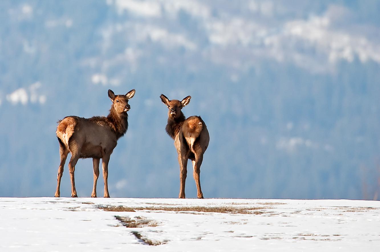 Elks wandering in the snow